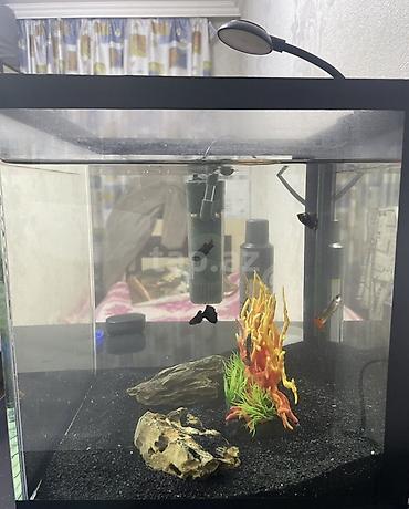 akvarium balaca: Dördbucaq akvarium, Balıqlarla birlikdə, 27 l — 4