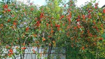 Продажа домов: Дача, 1 м², 1 комната, Собственник, Косметический ремонт — 12