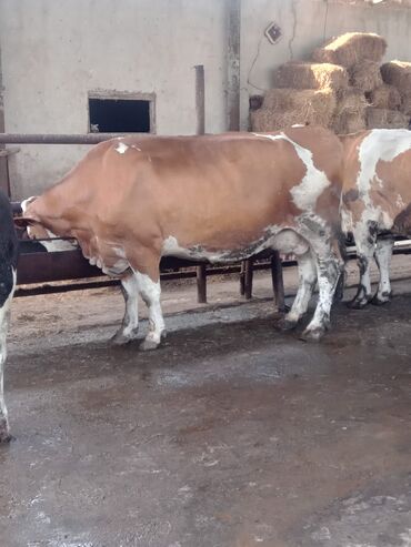 yerli cins inekler: 3 cu qarina oktyabrin axiri dogacaq temiz Simmental inek 32-35 litr