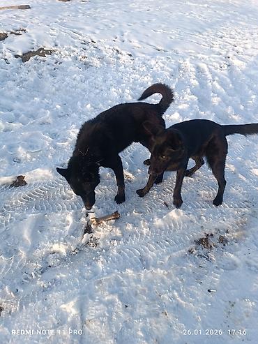 Продажа собак: Черные собаки среднего размера (2 особи). Крепкое телосложение — 3