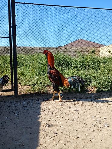 qara toyuq quşu: 1 ay 6 ayliq heyvandi tam saglam. Vatsap nomre 055 758 48 22 — 2