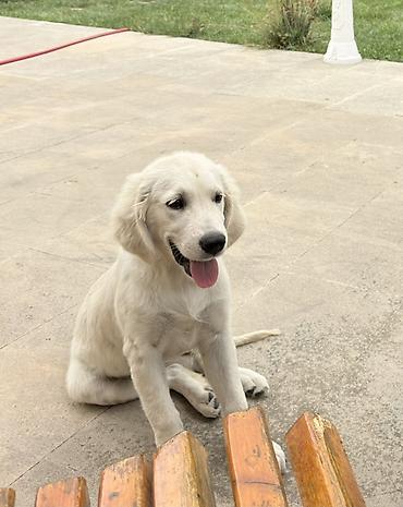 it sortlari: Retriever, 5 ay, Erkək — 3