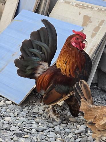 yaponka toyuqlari: Xoruz, Yapon, il: 1, Ödənişli çatdırılma — 3