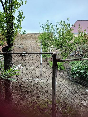 bina az seki: 2 otaqlı, 45 kv. m, Kredit yoxdur, Orta təmir — 5