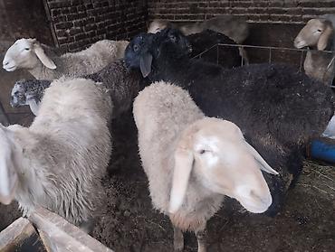 Баран, овца: Продаю | Баран (самец) | Для разведения | Осеменитель — 6