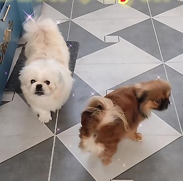 İtlər: Pekines, 1 il, Erkek, Cütləşmə üçün — 8