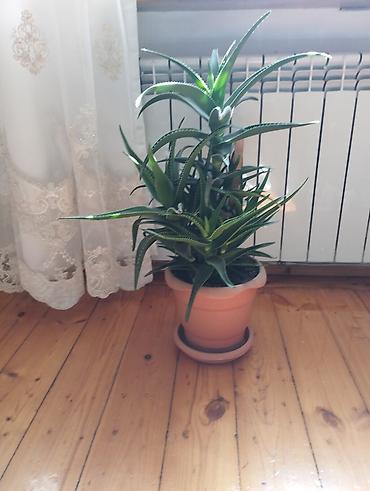 Otaq bitkiləri: Aloe vera (sukulent) – dekorativ otaq bitkisi - Növ: Aloe (aloe vera — 2
