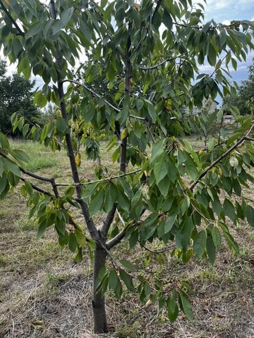Torpaq sahələrinin satışı: 12 sot, Tikinti, Mülkiyyətçi, Kupça (Çıxarış) -da lalafo.az — 4 Torpaq sahələrinin satışı: 12 sot, Tikinti, Mülkiyyətçi, Kupça (Çıxarış) — 4