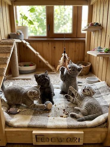 Pişiklər: Şotland, Erkək, Dişi, Ünvandan götürmə — 2