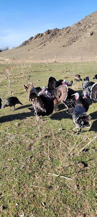 Индюки: Продаю | Индюк (самец) | Черный принц | Для разведения | Племенные — 7