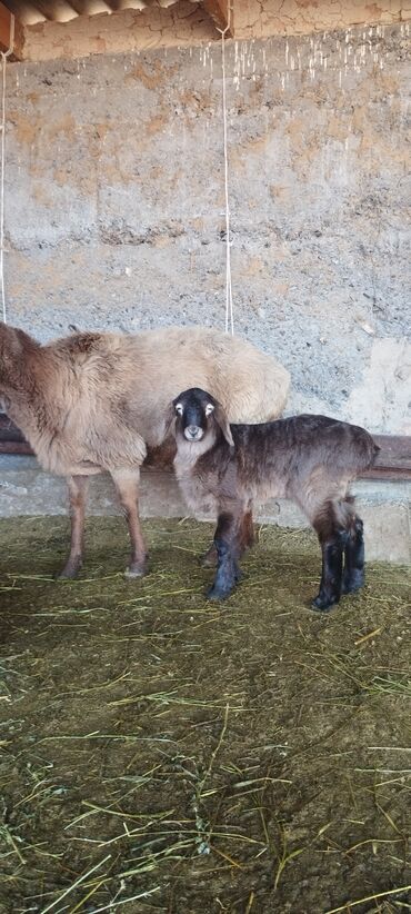 Баран, овца: Продаю | Овца (самка) | Полукровка | Для разведения | Ягнившаяся — 2