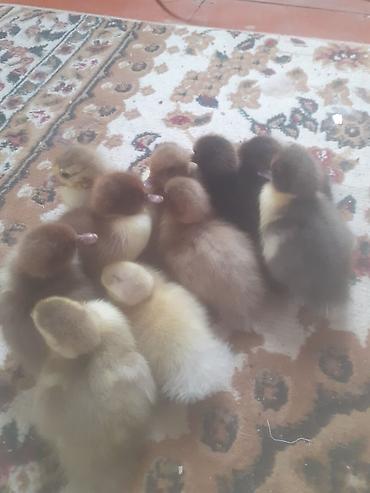 cucə satisi 2021: Salam .10 dene ordek balasi biri 2 manat . boyuk erkek diri ceki 5 kg — 2
