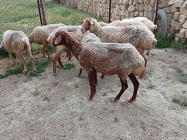 Qoyunlar, qoçlar: Ətlik biri boğaz di cavandi — 8
