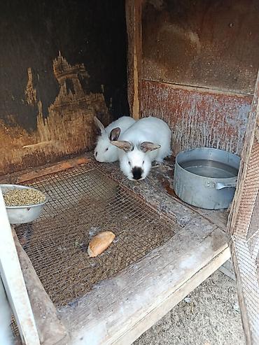 Dovşanlar: Salam.kaliforniya anqorka dovsanlari satilir.qiymet dovwana gore — 2