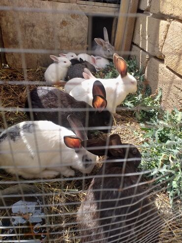 karlik dovşanlar: Кролики