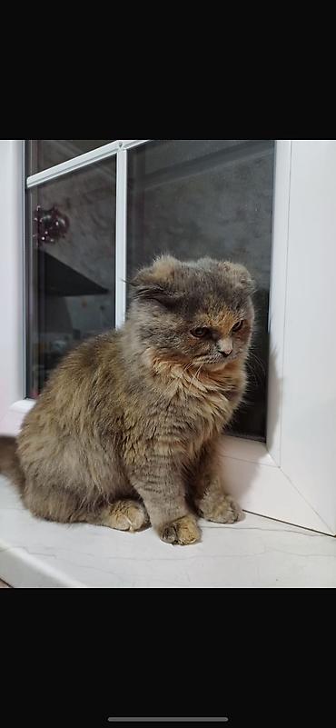 silver şinşila: Şinşilla, Dişi, Yaxşı əllərə, Ödənişli çatdırılma, Pulsuz çatdırılma, Rayonlara çatdırılma — 2