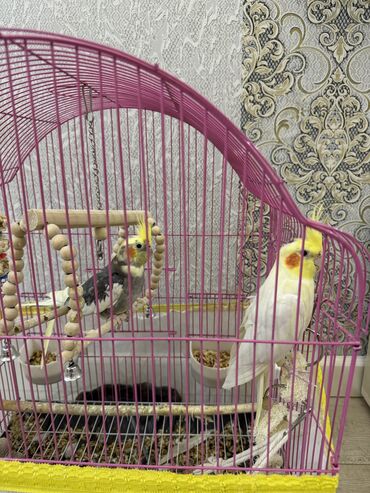 itlerin pulsuz verilmesi: Tutuquşları