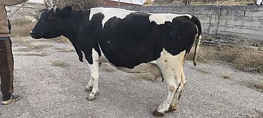 Коровы, быки: Продаю | Корова (самка) | Для молока — 19