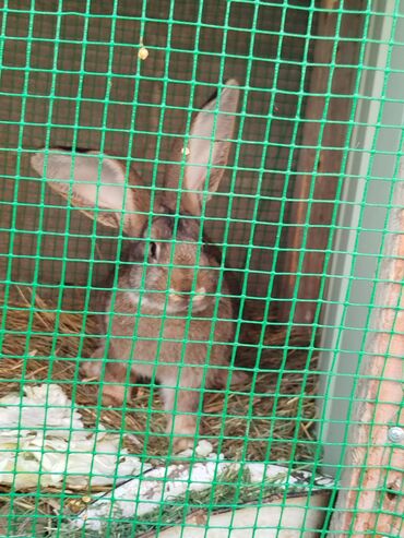 собачий дом: Сатам | Коендун бөжөктөрү | Декоративдик | Көбөйтүү үчүн | Асыл тукумдуу