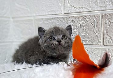 Продажа кошек: Продаётся шотландская девочкаскоттиш-страйт,окрас голубой,возраст at lalafo.kg — 5 Продажа кошек: Продаётся шотландская девочкаскоттиш-страйт,окрас голубой,возраст — 5