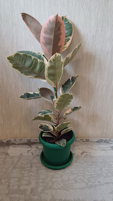 Фикусы: Фикус эластика. Триколор. - Высота растения: примерно 60–70 см от — 9