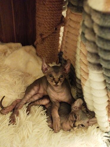 Pişiklər: Sfinks — 8