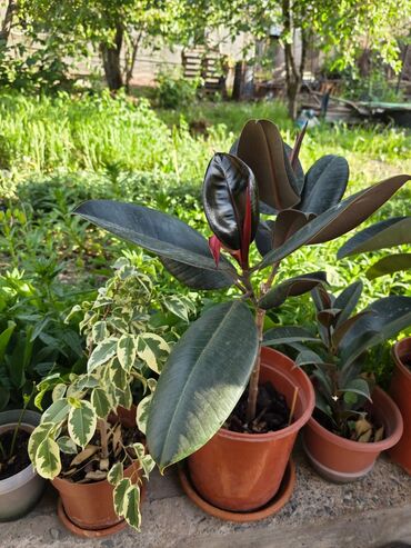 Женское счастье (Спатифиллюм): Комнатные цветы Диффенбахия 500 с Монстера 2000 Фиалки 250 с — 8