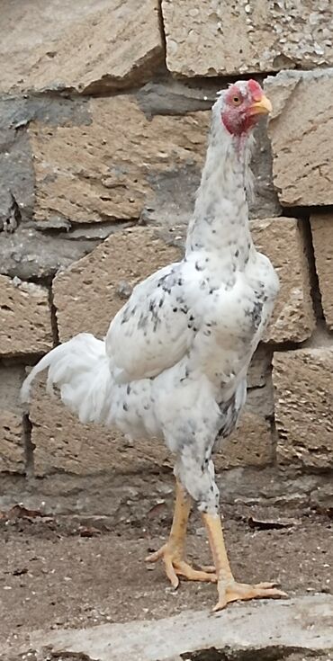 Xoruzlar: Xoruz, Heyratı, il: 1, Ünvandan götürmə — 6