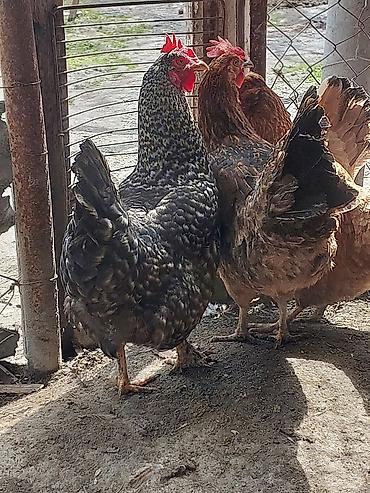cins qazlar: Toyuq, Yumurtalıq, Ödənişli çatdırılma, Ünvandan götürmə — 5