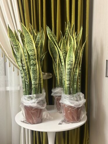 диван каныкей: 🌿 Продаются комнатные растения – Сансевиерия (Щучий хвост) ✨