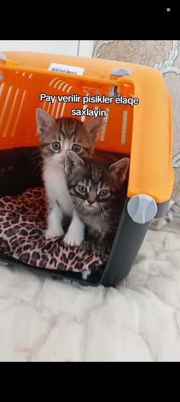 Pişiklər: Şotland, Erkək, Dişi, Yaxşı əllərə, Ünvandan götürmə, Pulsuz çatdırılma, Ödənişli çatdırılma
