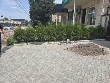 ящик из фанеры: Саженцы деревьев: Туи, Самовывоз