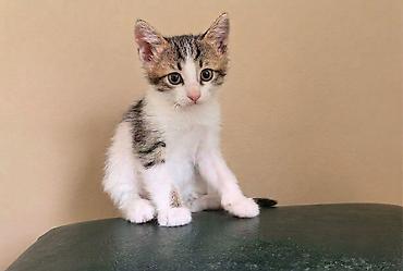 котёнок в добрые руки: Самец, В добрые руки, Бесплатная доставка — 3