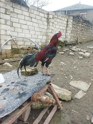 alman kurdu iti: Qırmızı xoruz 3 yaş yarım. damazlıq. bu biri balaca qırmızı iyun — 7