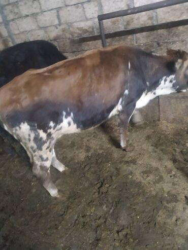 Dana, buzov: 23 dişi dana, 3 erkək dana satılır . Danalar diri çəkiylə 7 manatdan — 11