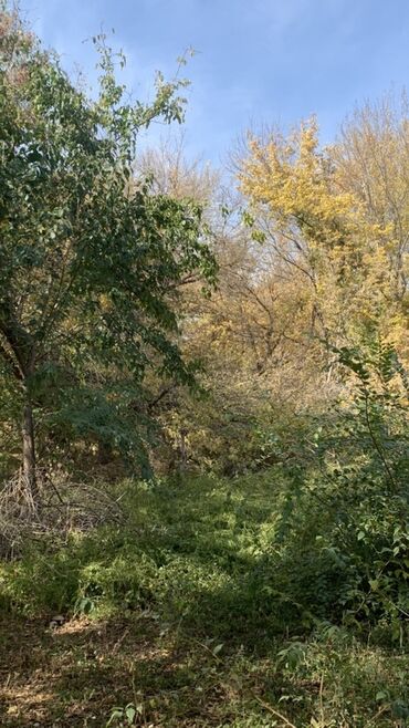 печь для дома с водяным отоплением длительного горения: Дрова