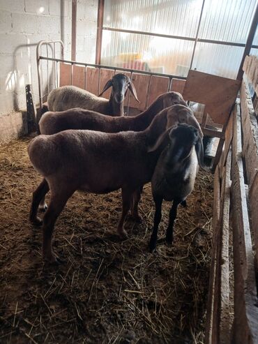 декоративный кур: Сатам | Ургаачы кой (ургаачы) | Гиссар, Арашан | Көбөйтүү үчүн, Жүн үчүн | Ургаачы, Токту