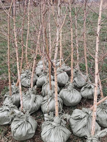 насос для повышения давления воды купить в бишкеке: Көчөттөр дарактардын: Туялар, Акысыз жеткирүү