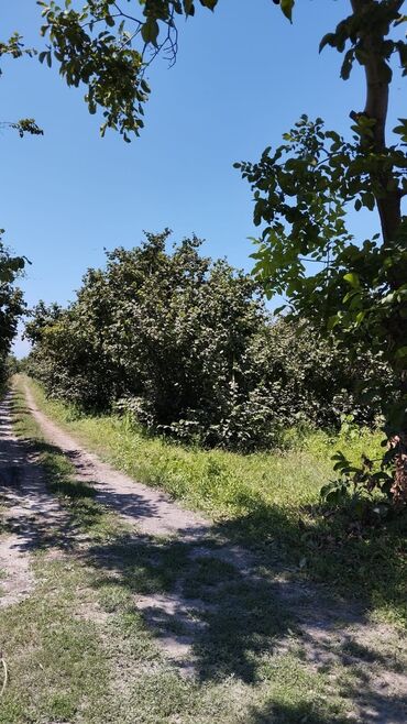 gence menziller satisi: 10040 sot, Kənd təsərrüfatı, Makler, Kupça (Çıxarış), Bələdiyyə, Müqavilə