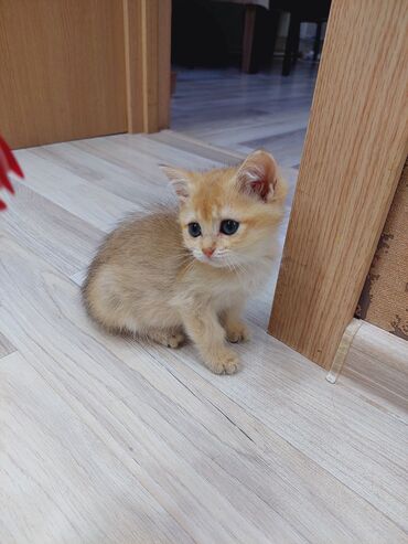 Pişiklər: Şotland, Dişi, Yaxşı əllərə, Ünvandan götürmə — 12