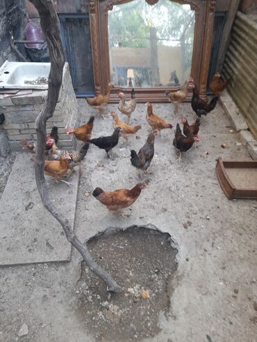 Собаки: 4 aylıq cuceler