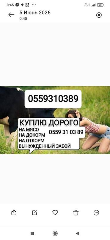 ферма центр: Колбасный цех : Коровы, быки, | На забой, на мясо — 2