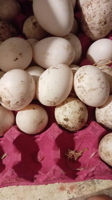 ördək əti qiyməti: Təbii ördək yumurtası. Kuban ördəyinin yumurtasi 0.50 qepikdir — 1