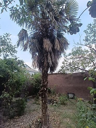 dekorativ ağacların satışı: Trachycarpus fortunei (küləyə davamlı xurma ağacı) – həyət/bağ üçün — 1