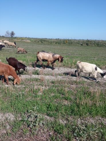 Keçi, çəpiş: Qoyun-keçi sürüsü üçün erkək keçi (ehtimalən yerli/anglo-nubian tipli — 12