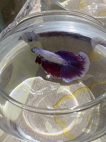 cat şuşə: Betta (Petuşok balığı), Sülhsevər — 1