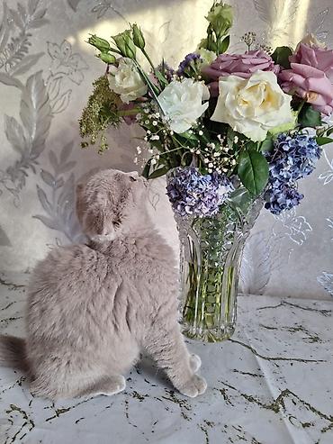 Кошки: Шотландская вислоухая, Самка, В добрые руки, Платная доставка — 2