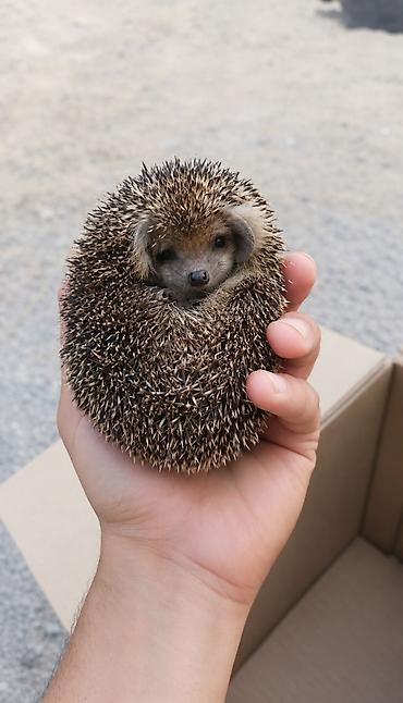 ağ pisik: Afrika cırtdan kirpisi (hedgehog) - Növ: Atelerix albiventris (Afrika — 1
