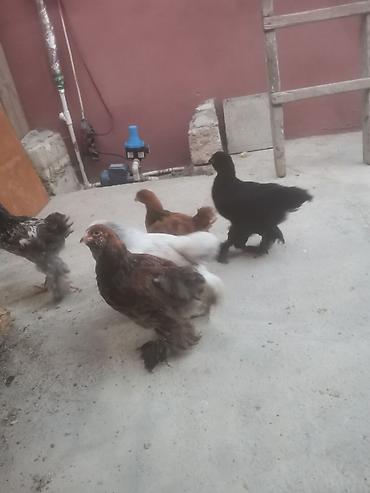 brama cuceler: Toyuq, Brama, Damazlıq — 3