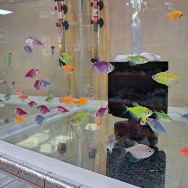 Akvariumlar: Glofish, Sülhsevər, Ünvandan götürmə